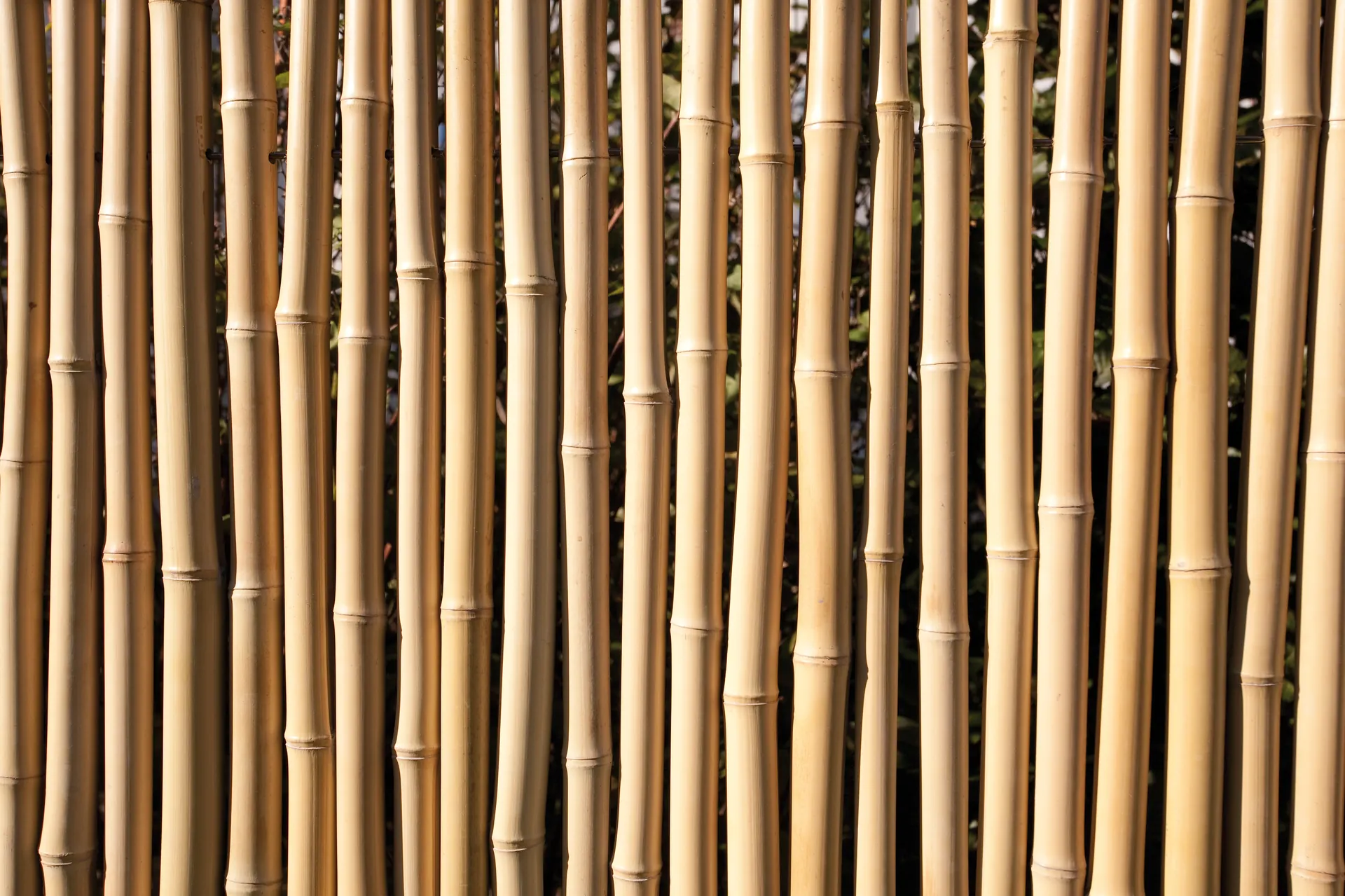 Bambou - Photo 2